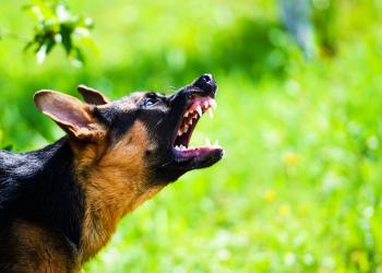 ഭീതിതമായ ജന്തുജന്യരോഗ്യം ‘പേവിഷബാധ’